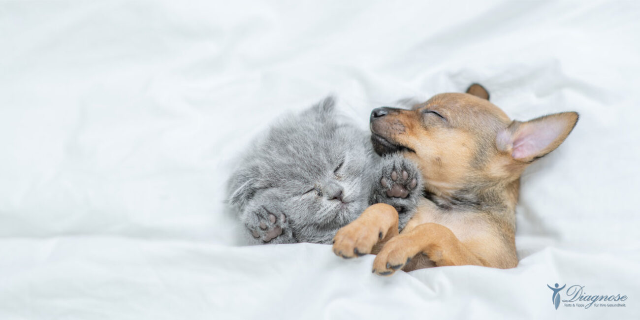 Muntermacher Mittagsschlaf Neue Wissenschaft verbindet sich mit alter Weisheit