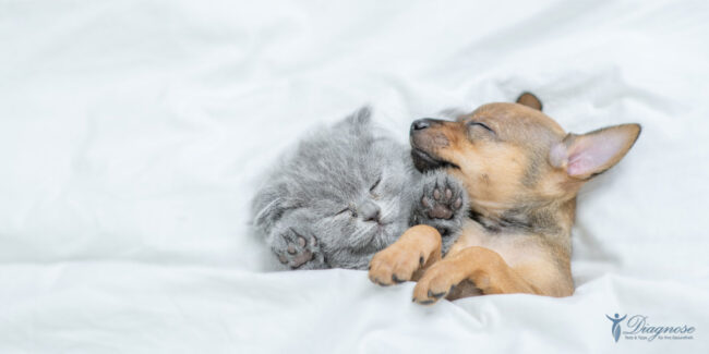 Muntermacher Mittagsschlaf Neue Wissenschaft verbindet sich mit alter Weisheit