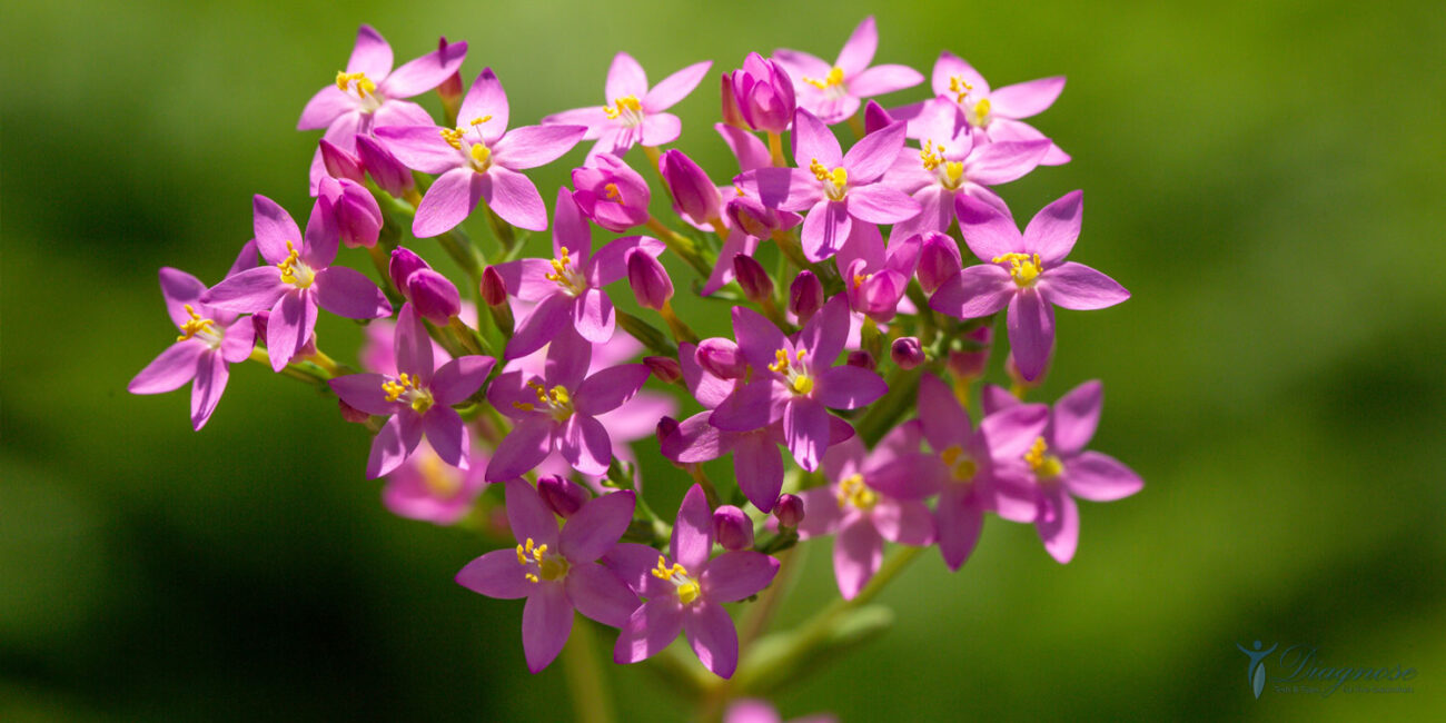 Tausendguldenkraut Die Heilwirkung der pflanzlichen Inhaltsstoffe (Hauptwirkstoffe sind Bitterstoffglykoside) ist überzeugend und in der Volksheilkunde lange bekannt und bewährt