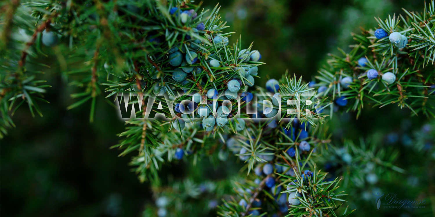 Wacholder „Der Räucherkönig“ Desinfektion, innere Sicherheit und Konzentration auf das Wesentliche