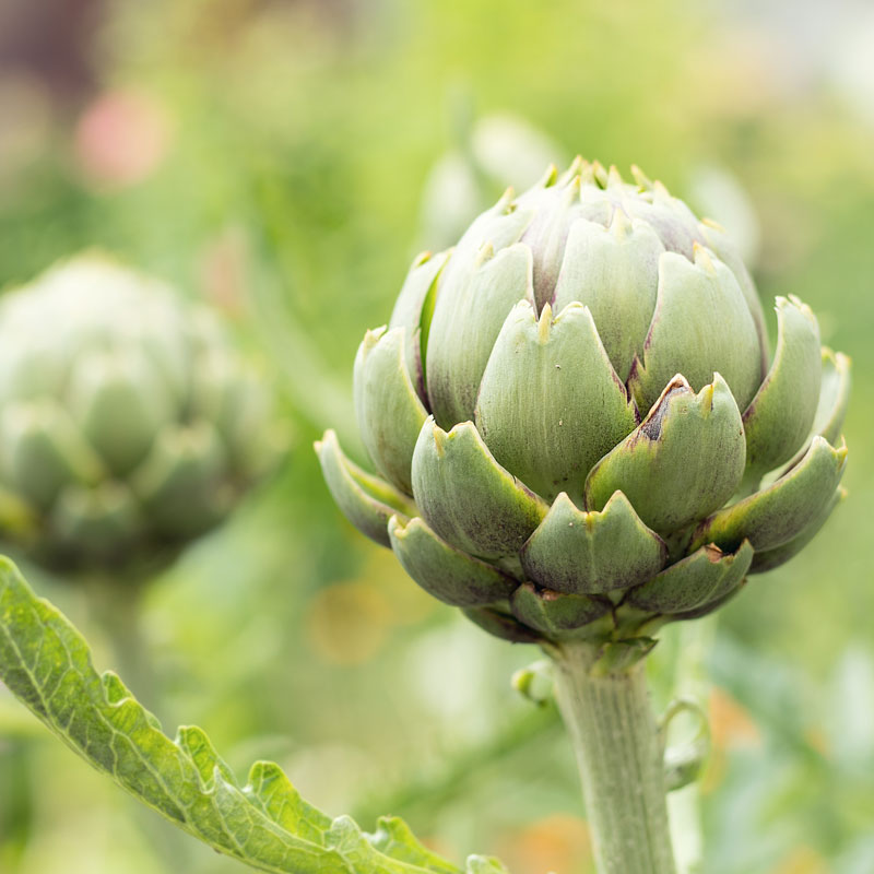 Die Artischocke ist eine Zuchtpflanze. Wildwachsende Exemplare gibt es nicht. Ursprünglich ist die Pflanze aus der Familie der Asteraceen in Nordafrika zu Hause, denn sie liebt die Wärme.