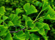 Ginkgo Der Baum gegen das Vergessen