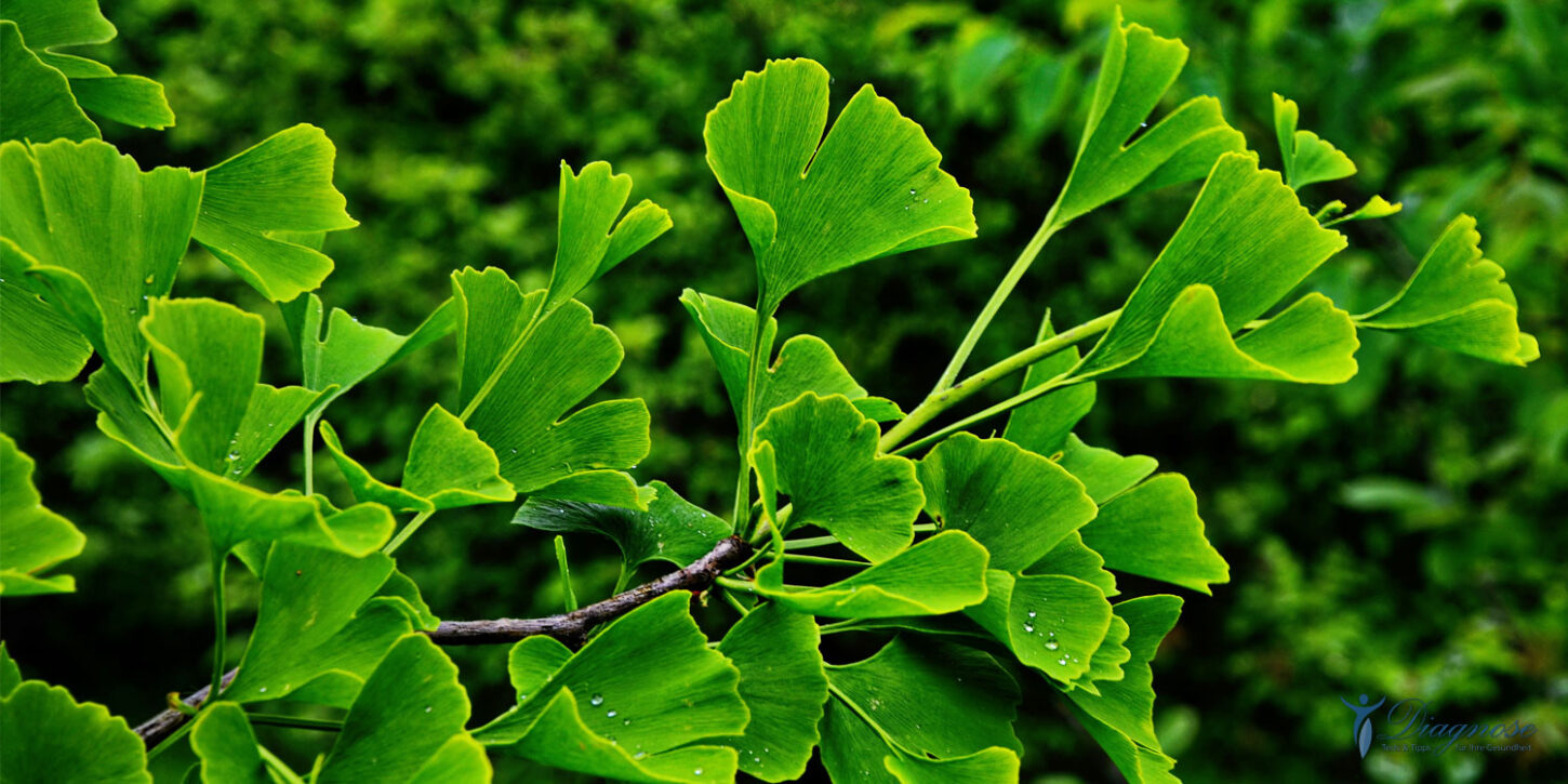 Ginkgo Der Baum gegen das Vergessen