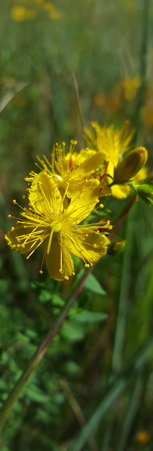 Johanniskrautpflanze