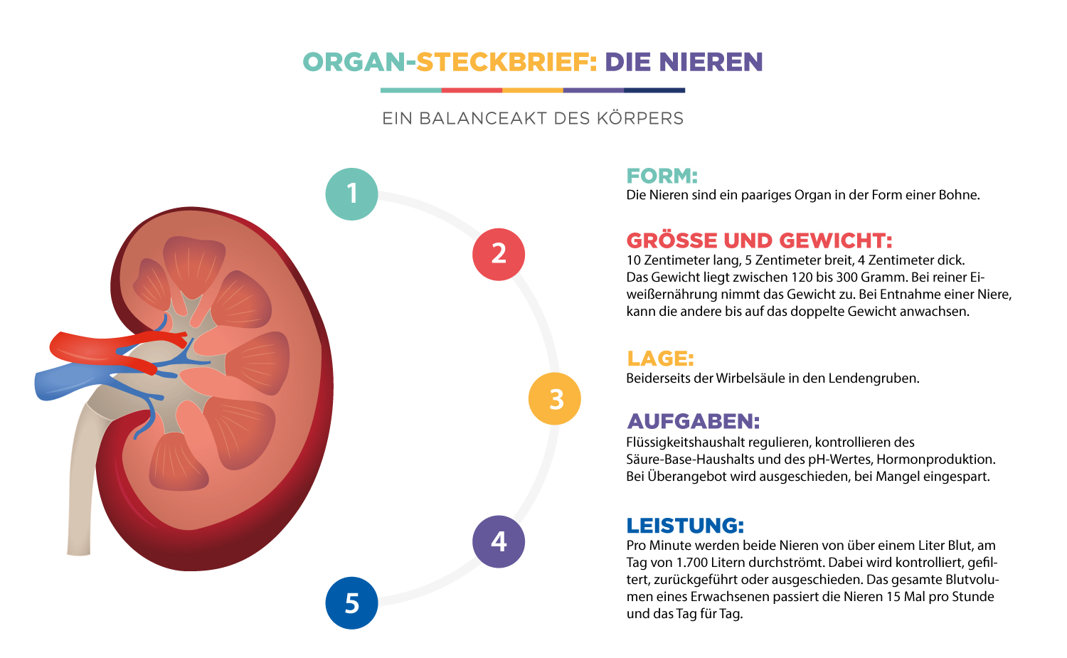 Organ-Steckbrief: Die Nieren - Ein Balanceakt des Körpers
