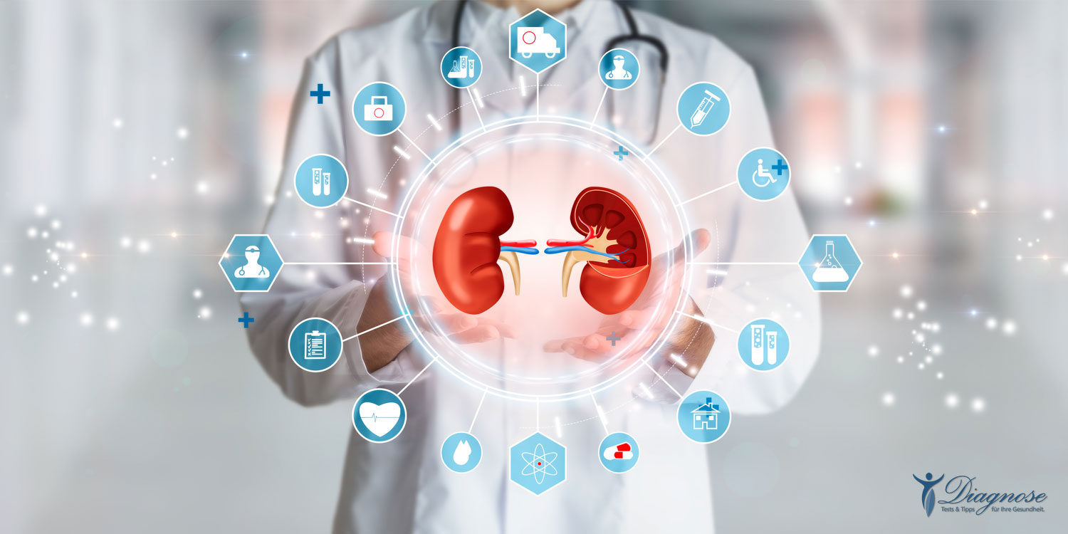 Als Wächter über die „Konstanz des inneren Milieus“ sind die Nieren - genau wie das Herz und das Gehirn - bei der Versorgung mit Blut bevorzugt.